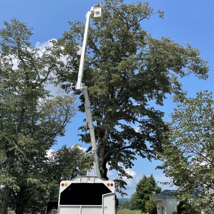 Person in bucket truck trimming top of a tree