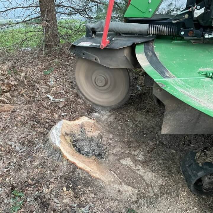 Stump Grinding machine about to cut through a stump