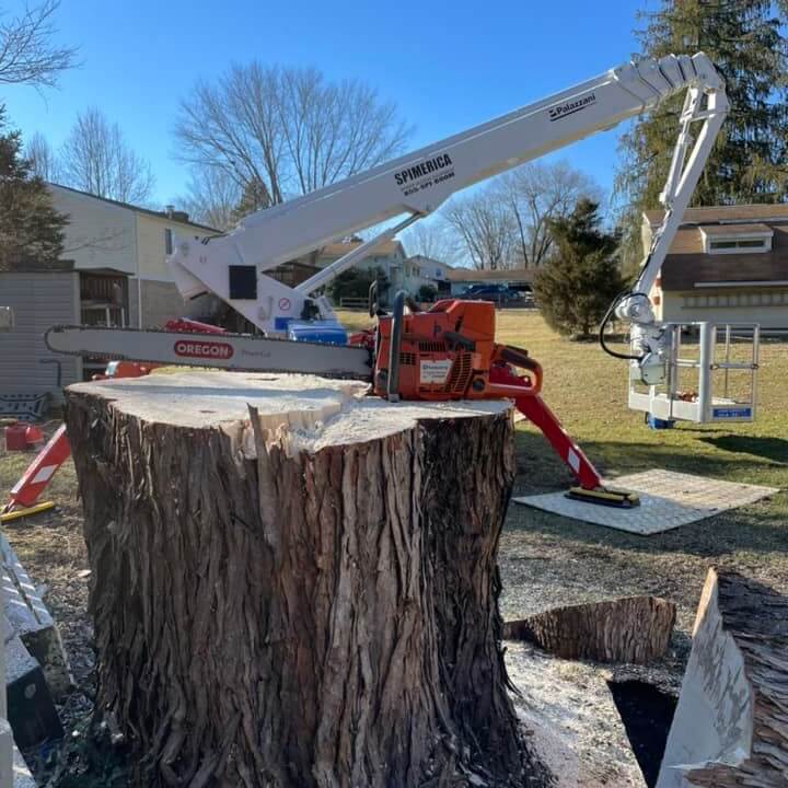 Chainsaw laying on top of a cut down tree
