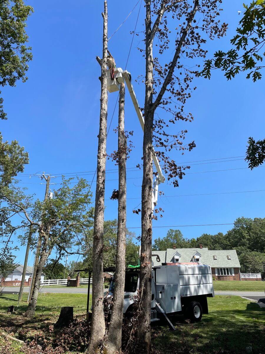 Frazier's Tree Experts - Virginia's Best Tree Service