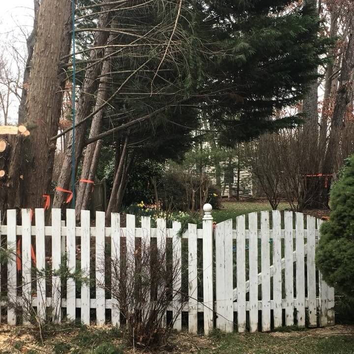 A fence obstructed slightly by a tree line