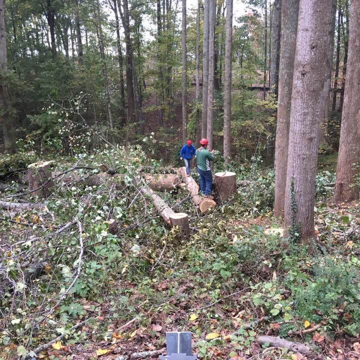 People standing amongst many trees that are cut down