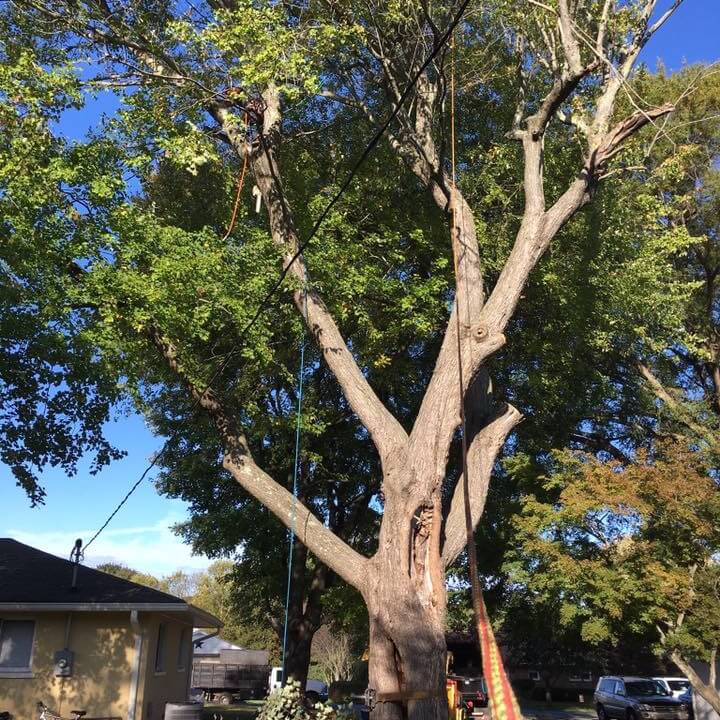 Cables and Braces attached to a tree