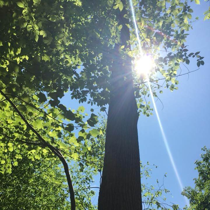 A tree with the sunshine shining from behind