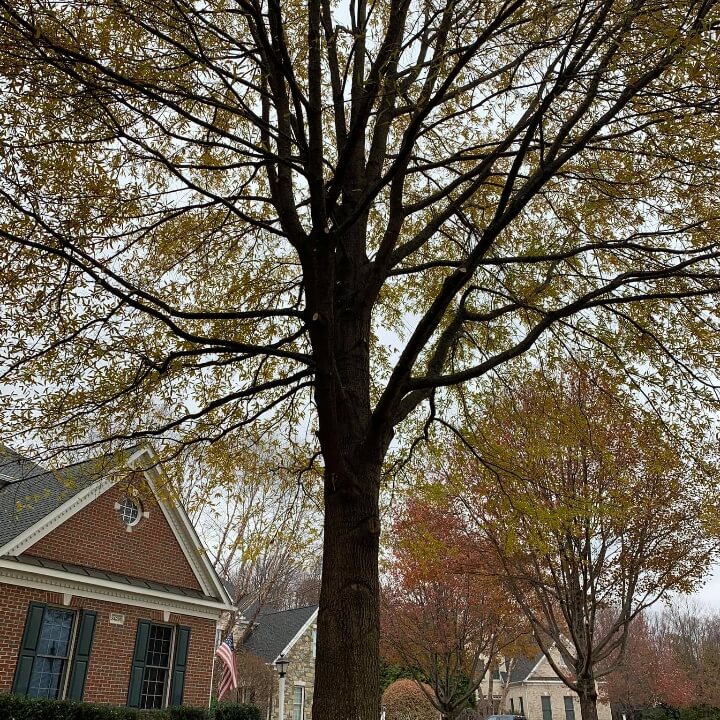 A fully blossomed tree in front of a house