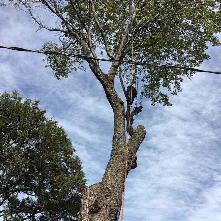 A person attached to a tree with rope cutting branches